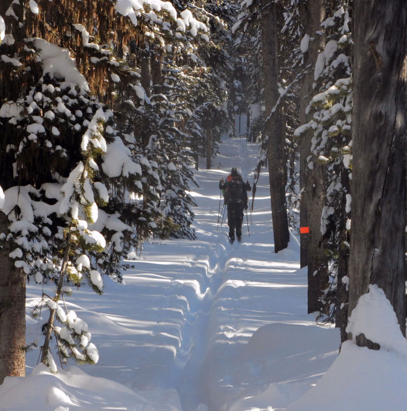 Cross-country skier on a snowy trail through tall snow-covered conifers