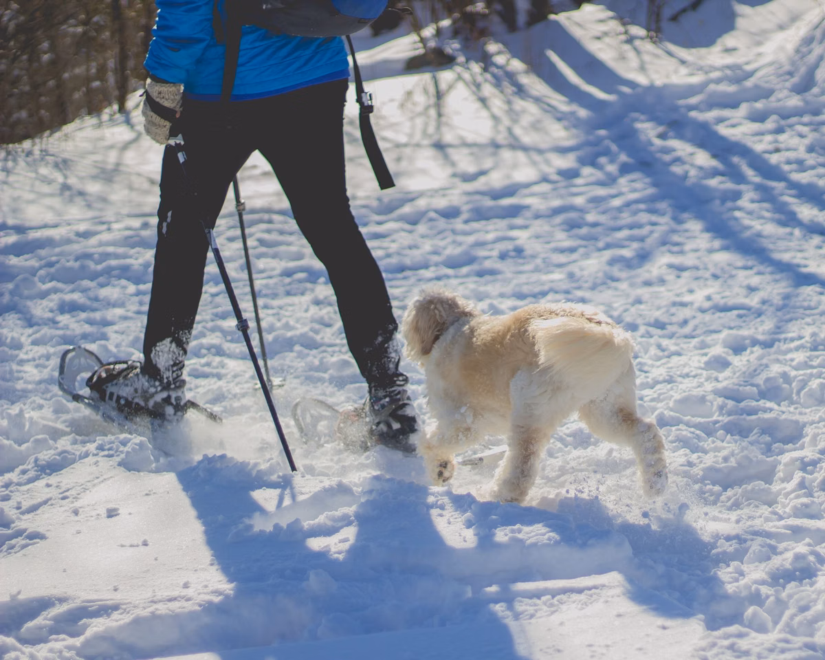 Snowshoer and a dog on a snowy trail in the Middlesex Fells, Medford, MA