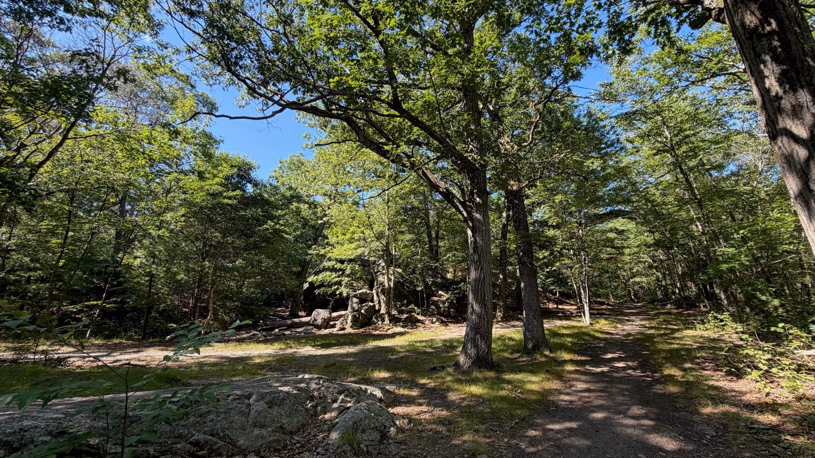 Sunlit trail through oak and pine woods in Middlesex Fells, Medford