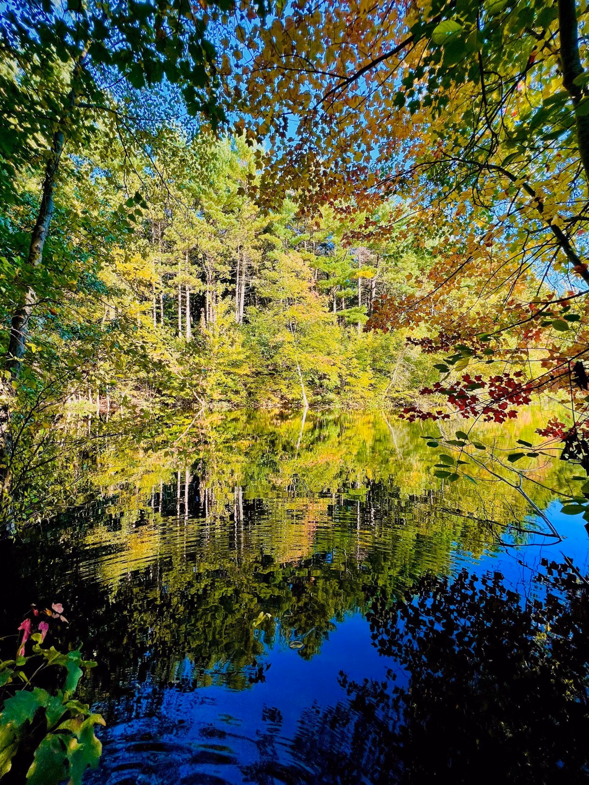 Fall foliage reflected in still water through the trees, Middlesex Fells