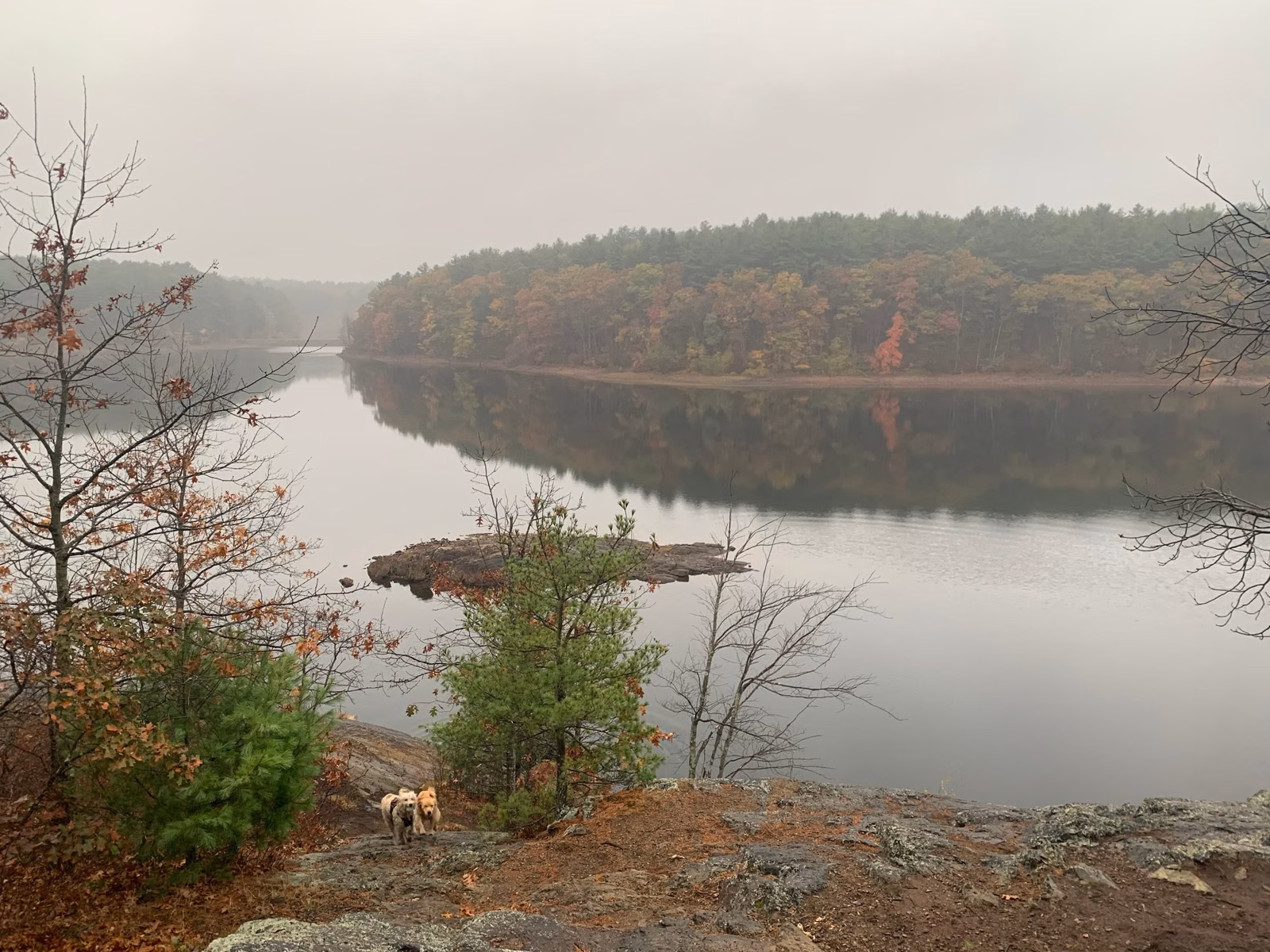 Dog on a rocky ledge above a foggy reservoir with fall color, Middlesex Fells, Stoneham