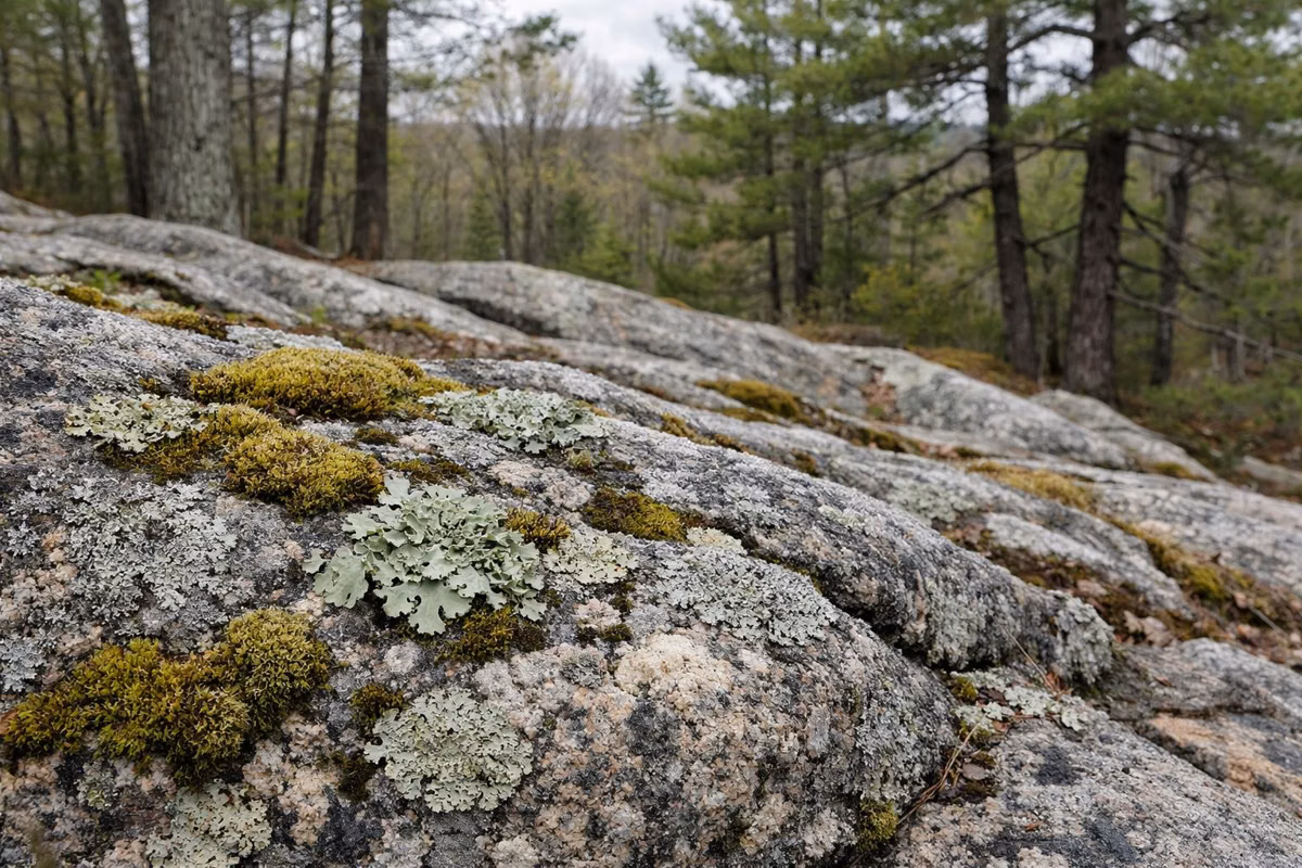 Close view of lichen and moss patterns on weathered granite