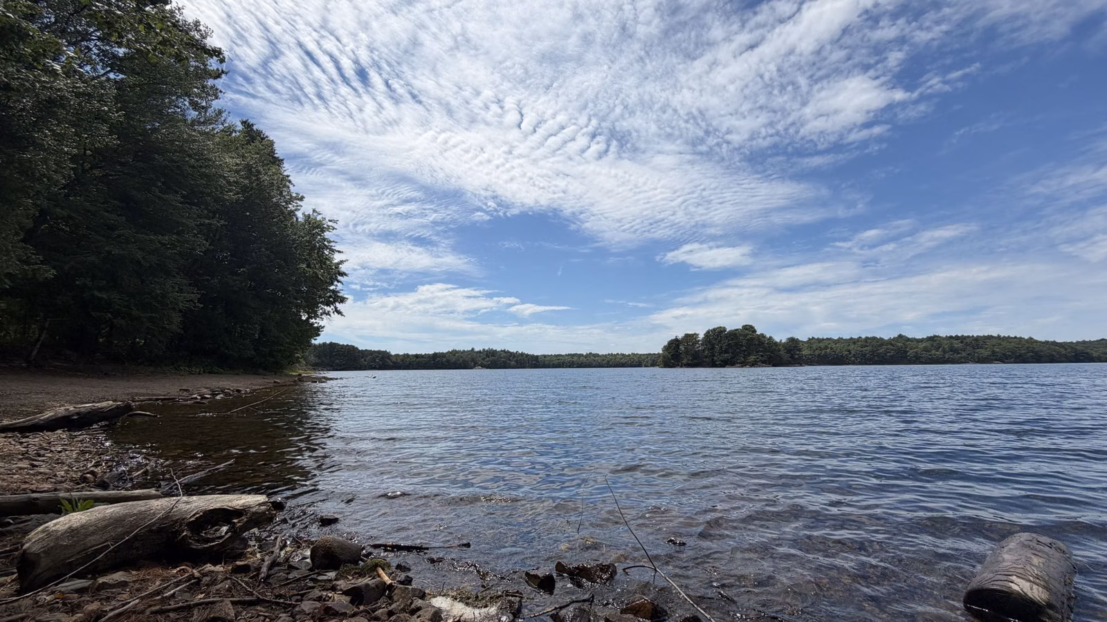 Rocky Spot Pond shoreline with driftwood on a summer day, Middlesex Fells