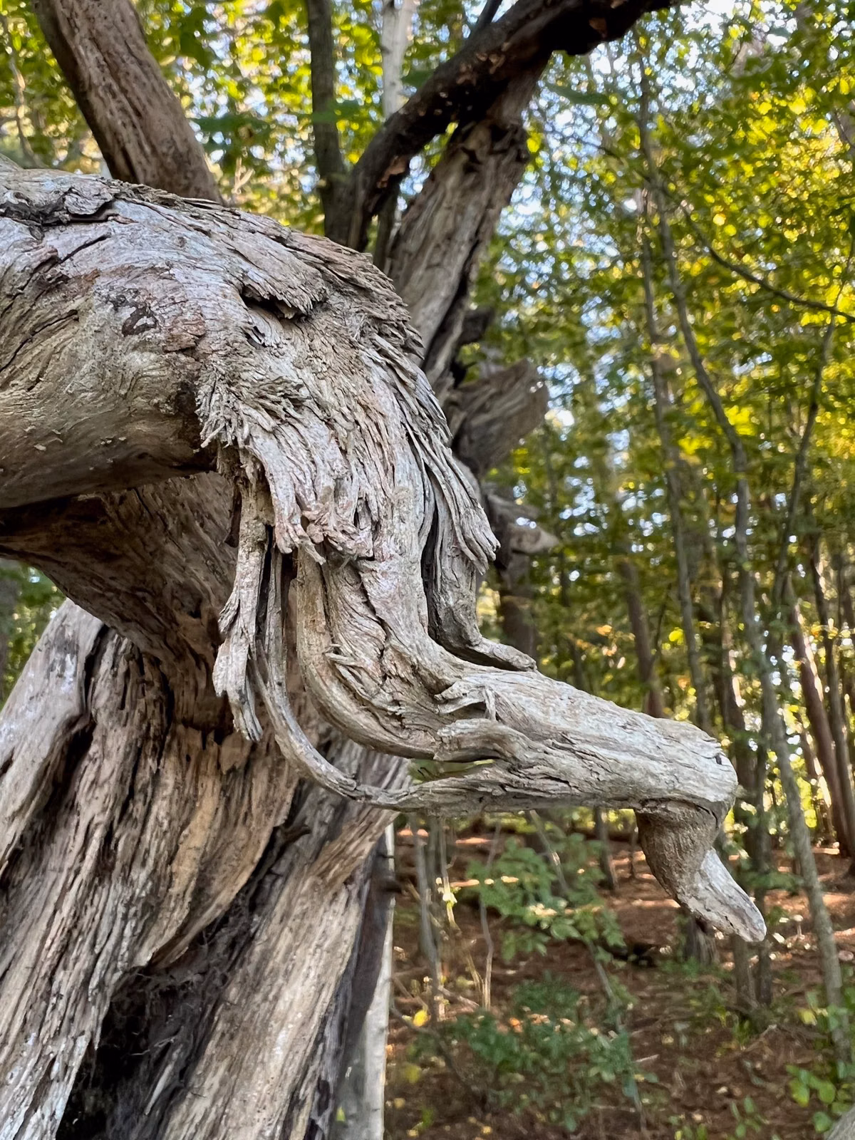 Twisted, weathered tree trunk beside a woods path, Middlesex Fells