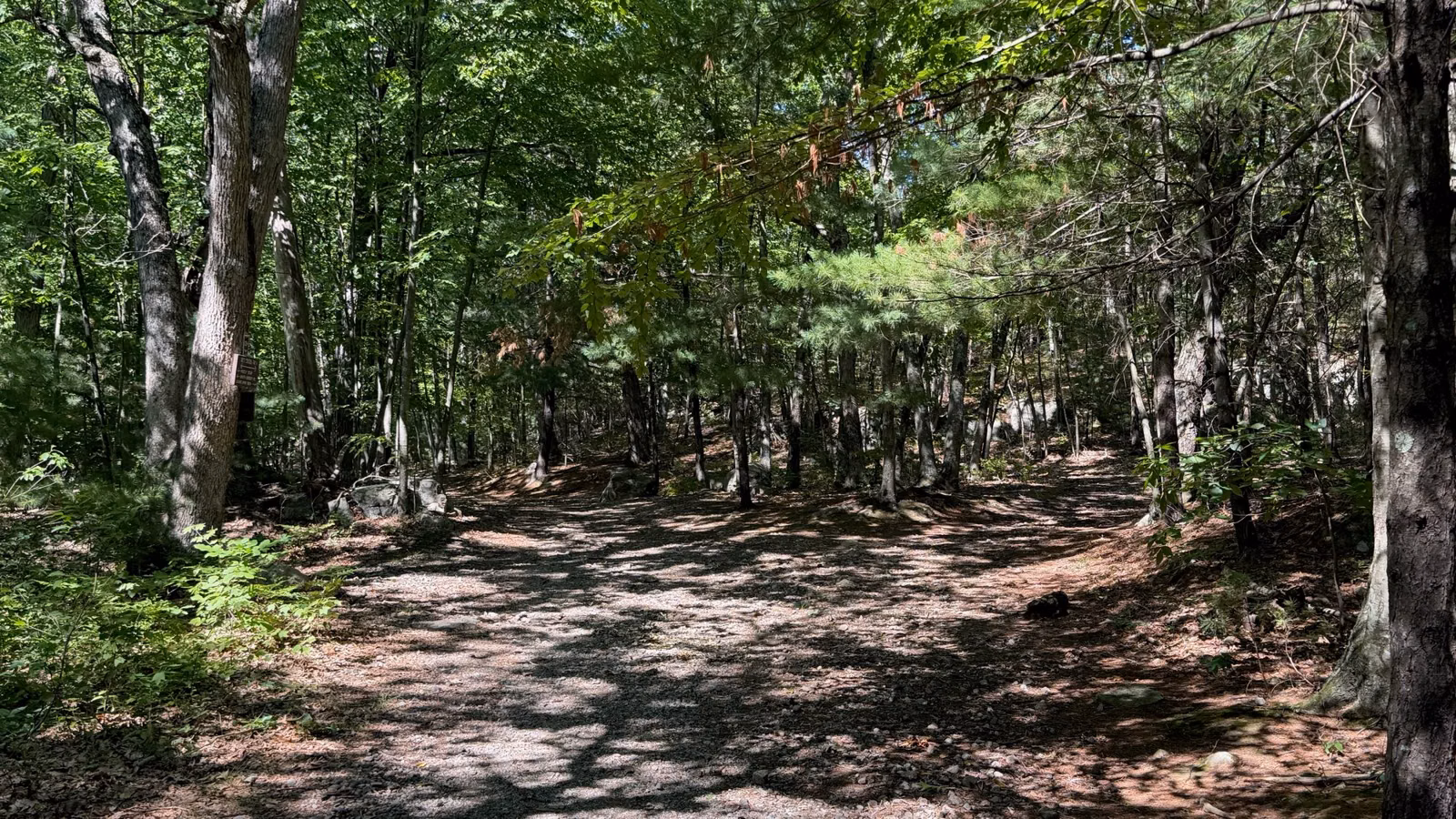 Wide woods road through oak and pine near Red Cross Path, Middlesex Fells, Medford