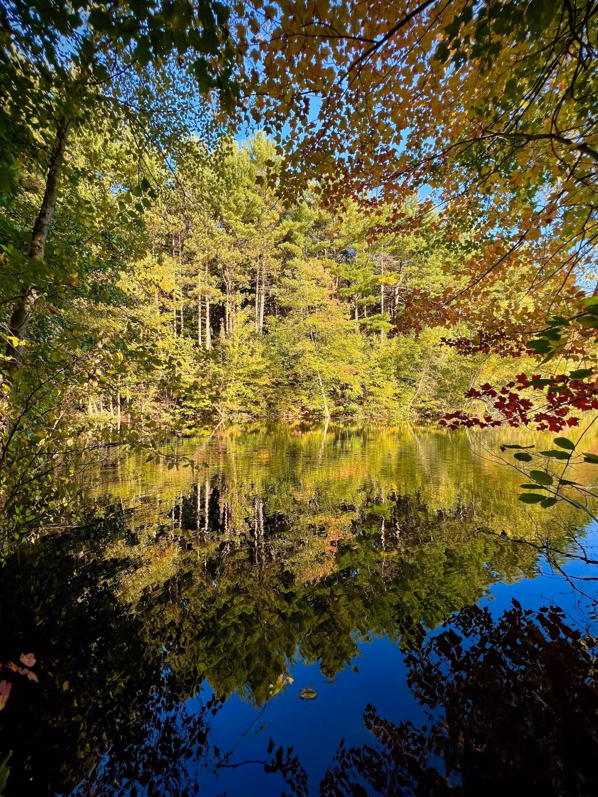 Yellow fall foliage mirrored in a still pond in the Middlesex Fells